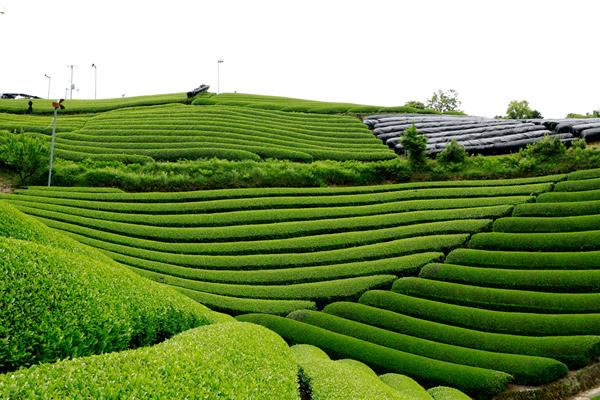 宇治茶